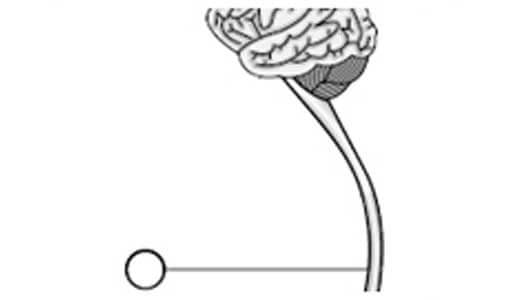 脊椎中枢神経のイラスト図